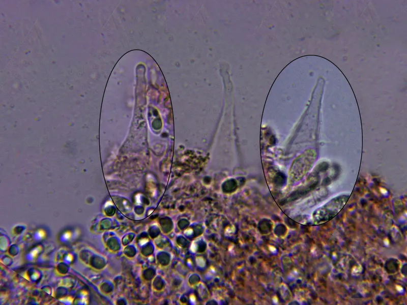 Atheniella flavoalba 10 - Queilocistidios